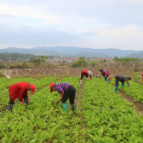 湖南新田：秋冬蔬菜成为农民增收支柱产业（组图）