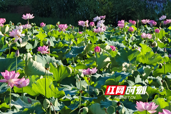 3荷花盛开_副本.jpg 3荷花盛开_副本.jpg