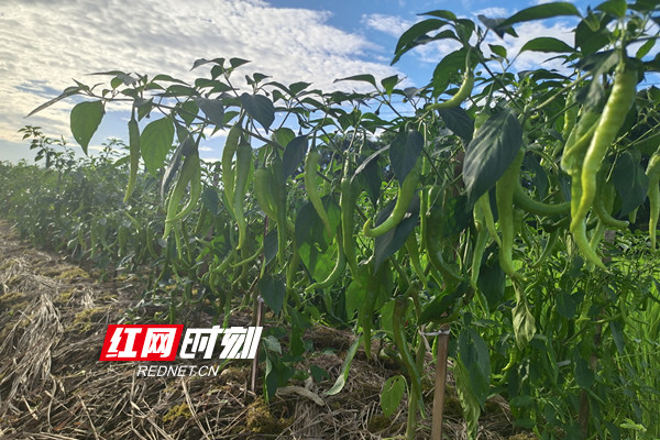 4辣椒种植基地_副本.jpg 4辣椒种植基地_副本.jpg