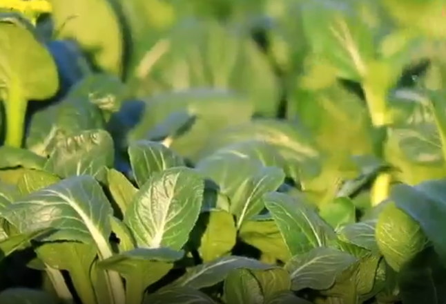 永州前三季度出口蔬菜和菌菇39万吨 占全省出口量的95.3%