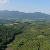 祁阳：油茶树串起产业链 力争打造油茶第一股