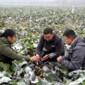 零陵：抗寒“备战” 保“菜篮子”