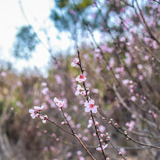 新春走基层｜蓝山：正月花开春意浓