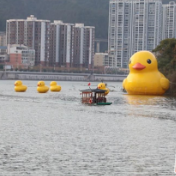 在现场丨双牌：春江水暖 琴动月湖