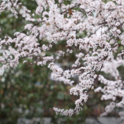 在现场丨双牌：正月樱花开 浓浓春意来
