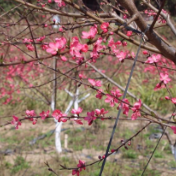 在现场丨双牌上梧江盘家村：千树万树桃花开