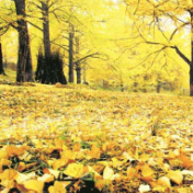 视频丨大美双牌系列之多彩桐子坳