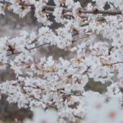 视频丨双牌：阳明山上春如画 樱花开后是杜鹃