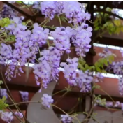 江华：紫藤花开 花香溢满法治长廊