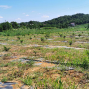 冷水滩：不误好春光 植树造林忙
