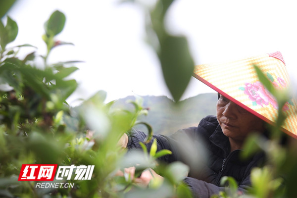 3月8日，是“三八”国际妇女节，眼下也是春耕备耕的农忙时节，在湖南省新田县春耕生产的各个现场活跃着广大妇女勤劳的身影，向她们致敬。