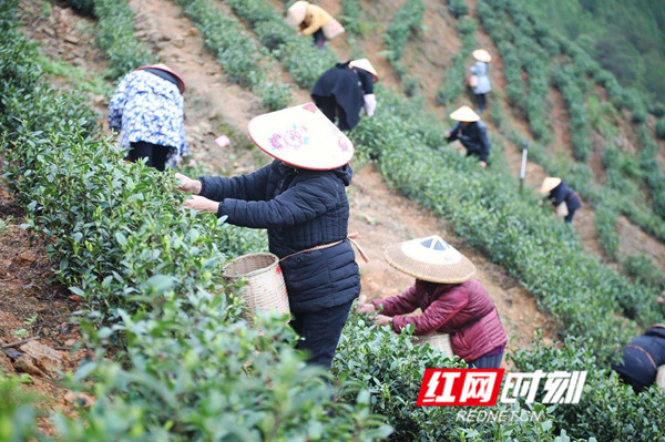 3月8日，是“三八”国际妇女节，眼下也是春耕备耕的农忙时节，在湖南省新田县春耕生产的各个现场活跃着广大妇女勤劳的身影，向她们致敬。