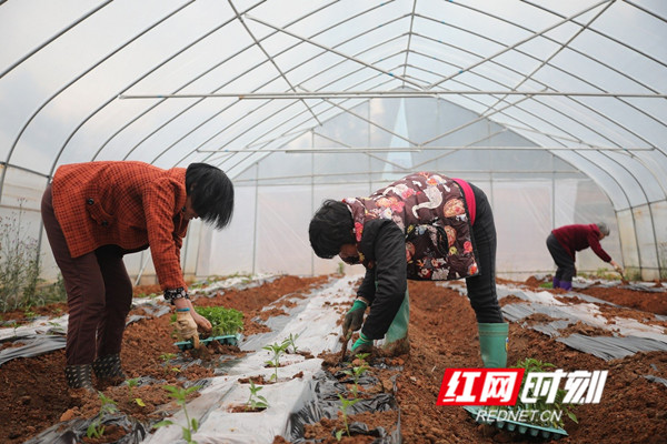 红网时刻永州3月8日讯（通讯员 蒋军君）3月8日，是“三八”国际妇女节，眼下也是春耕备耕的农忙时节，在湖南省新田县春耕生产的各个现场活跃着广大妇女勤劳的身影，向她们致敬。