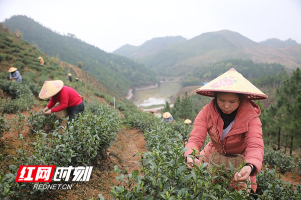 3月8日，是“三八”国际妇女节，眼下也是春耕备耕的农忙时节，在湖南省新田县春耕生产的各个现场活跃着广大妇女勤劳的身影，向她们致敬。