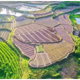 湖南蓝山：农耕忙 田园美