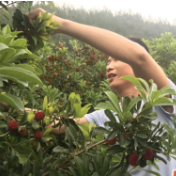 双牌双丰村：小杨梅“圆”了乡亲的小康梦