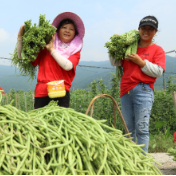 江永：豆角种植有“订单” 菜农收入有保障
