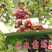 道县双塘：葡萄丰收 助农增收