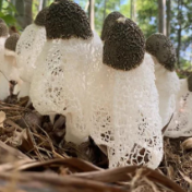 视频丨双牌竹下试种竹荪成功 “菌中皇后”绽放毛竹之乡