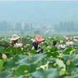 湖南蓝山：荷田清晨采莲忙（图）