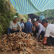 双牌：小小生姜窖 蕴藏大财富