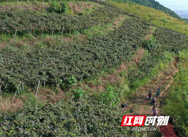 红网时刻8月30日讯（通讯员 周凤连 李昊章）近年来，道县梅花镇充分利用山地资源优势，因地制宜开发荒山荒坡，发展种植阳光玫瑰香、甜蜜蓝宝石葡萄和红心猕猴桃等特色水果品种，成为市场畅销农产品，促进农业增产增效和农民增收，助力乡村产业振兴。