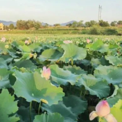 双牌:夏夕 荷风(组图)