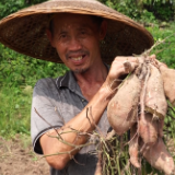 双牌永岚产业园粤港澳蔬菜基地的红薯丰收了