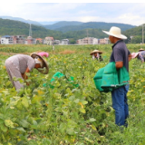 道县：丰收的“菜篮子”鼓起了钱袋子