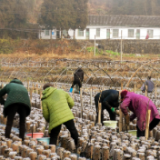 双牌阳明山村木耳丰收采摘忙