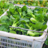 道县:蔬菜稳产保供 群众“菜篮”充足
