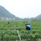 湖南江永：“四个一批”打造大湾区“菜篮子”产业链
