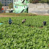 江华：蔬菜迎丰收 村民采收忙