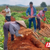 江永：沙地淮山迎丰收