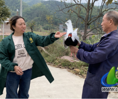 蓝山县浆洞瑶族乡：瑶山父女养白鹇 “飞”出产业致富路