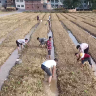 宁远：油菜移栽正当时
