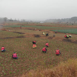 祁阳：冬雨间歇油菜移栽忙 干旱田地披新绿