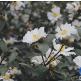 蓝山县新圩镇板屋村：油茶花开洁如玉 满山芬芳“闻”新“雪”