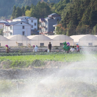 新田：天晴好 采收忙（组图）