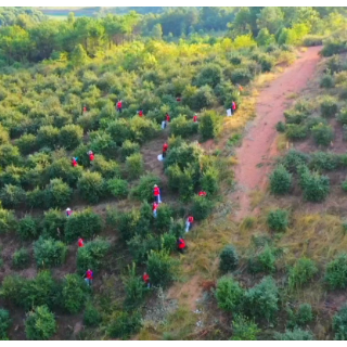 祁阳：油茶飘香采摘忙