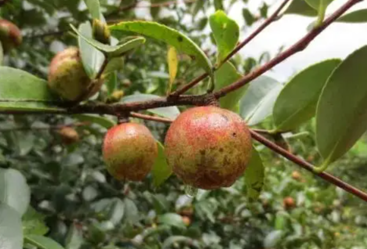 永州籍中国工程院院士柏连阳：我和油茶的故事