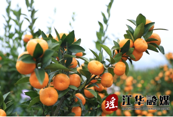江华：南丰蜜橘挂满枝 采摘正当时