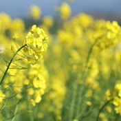 神美瑶都丨江华大路铺镇洞尾村：油菜花开展春光