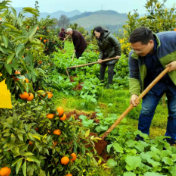 零陵：果园里忙备耕