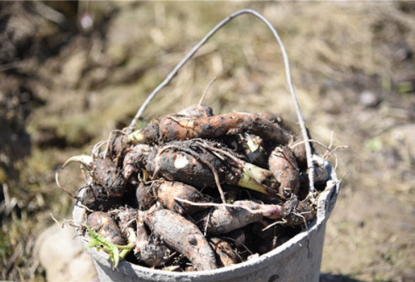组图丨蓝山塔峰镇东江村：春种进行时 香芋种植忙