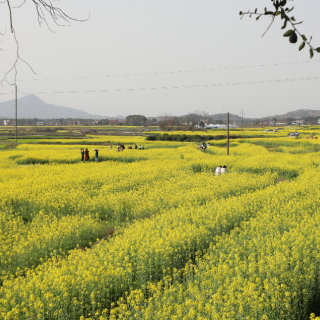 帮女郎邀你打卡双牌首届油菜花节