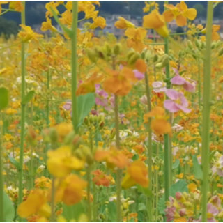 江永县源口瑶族乡：彩色油菜花开