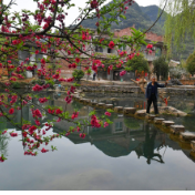 湖南江永： 桃花盛开美如画（组图）