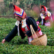 湖南宁远：茶旅融合 振兴乡村（组图）