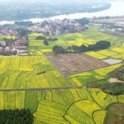 视频丨零陵：油菜花开春意浓